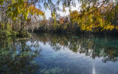 Fall In Love with Ocala, Fl this Fall