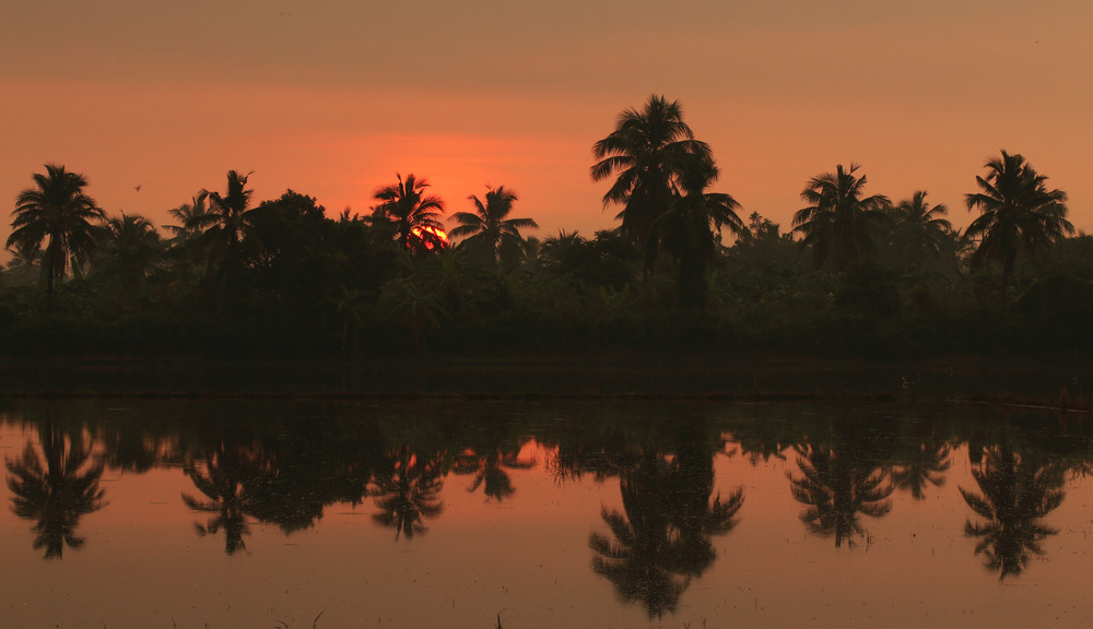 Palm trees at sunset as silhoutte