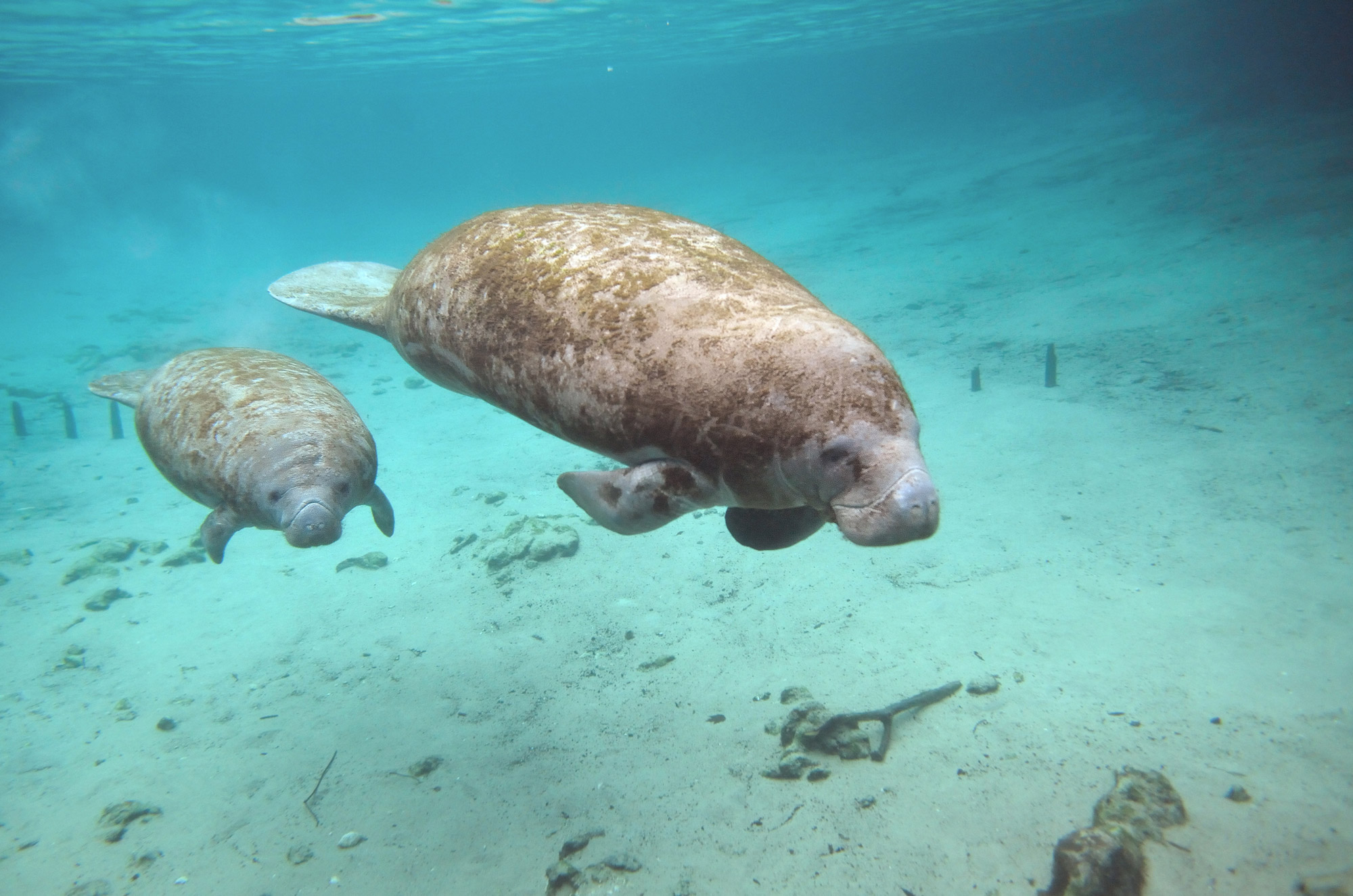 One of the best things to do in Citrus Springs is to swim with manatees