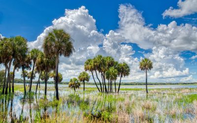 Things to do in North Port, Florida