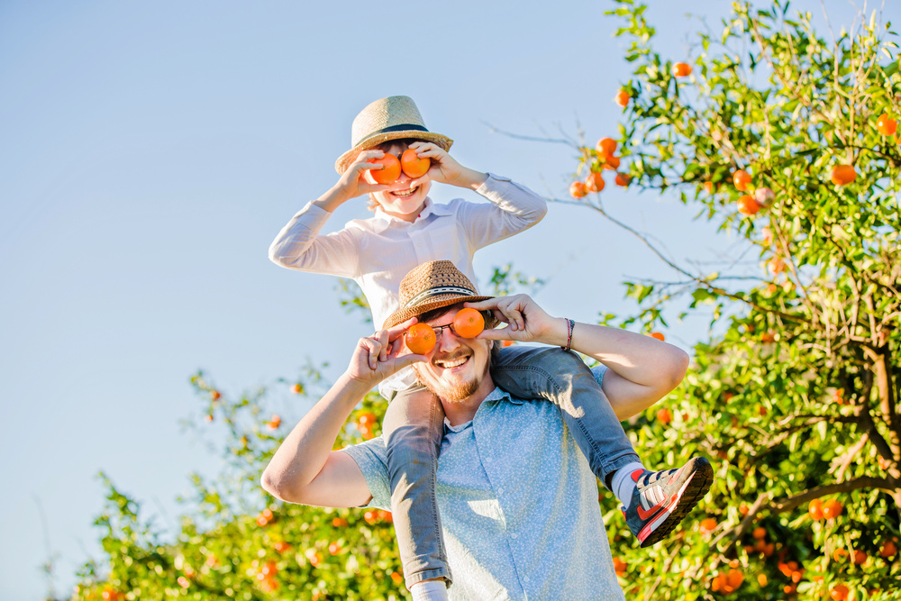 Father and son picking oranges