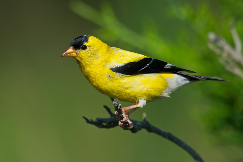 American Goldfinch sitting on branch Florida Birds: Goldfinch
