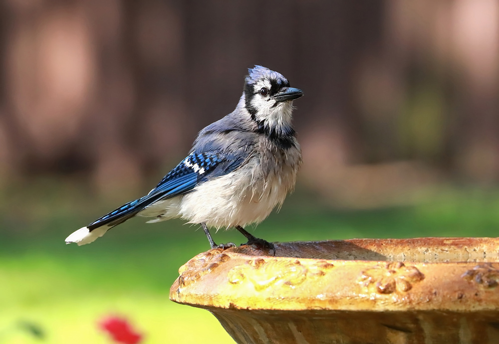 Blue jay perched on the edge of a birdbath returns for a second Florida Birds: Blue Jay