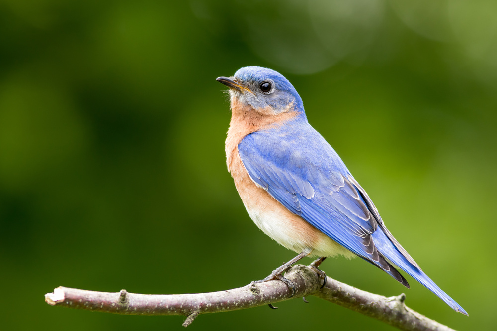 Florida Birds: Bluebird