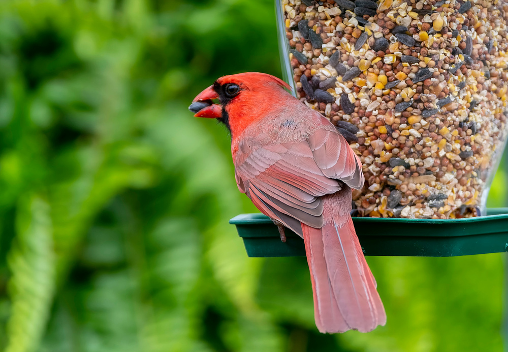Red Cardinal on the bird feeder Northern Cardinal