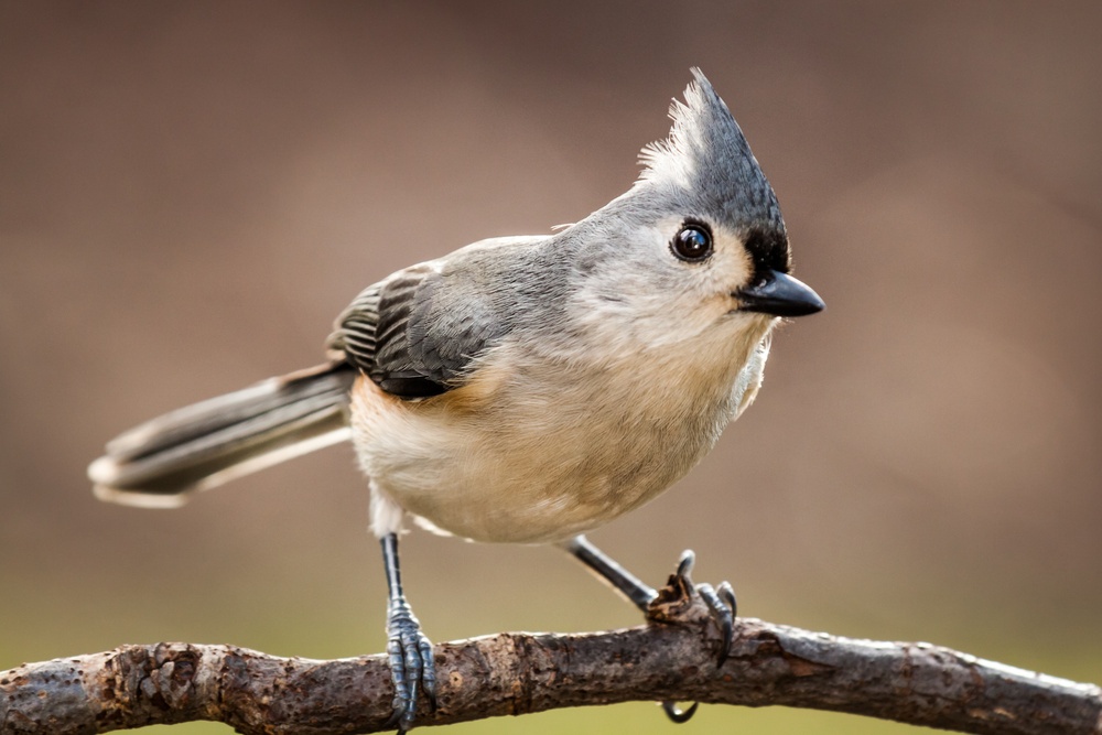 Tufted Titmous