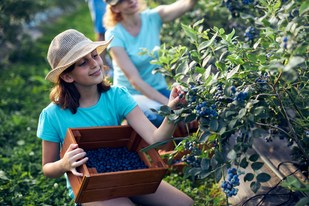 Mother and daughter picking blueberries on a organic farm. Blueberry U-Pick Farms in Florida