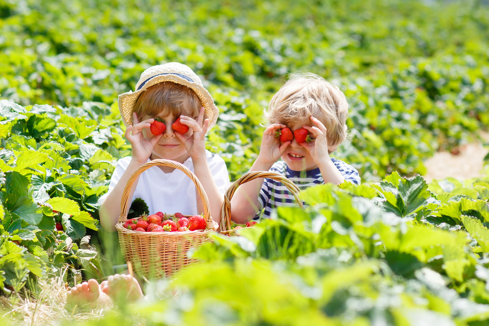 Strawberry U-Pick Farms in Florida