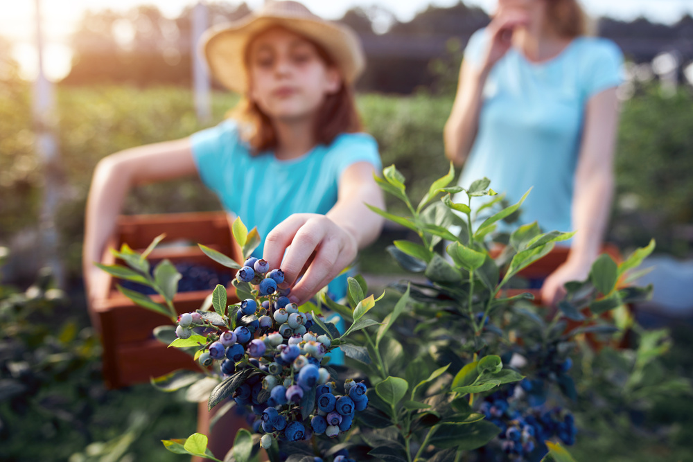 Family picking blueberries on a organic farm. U-Pick Blueberries