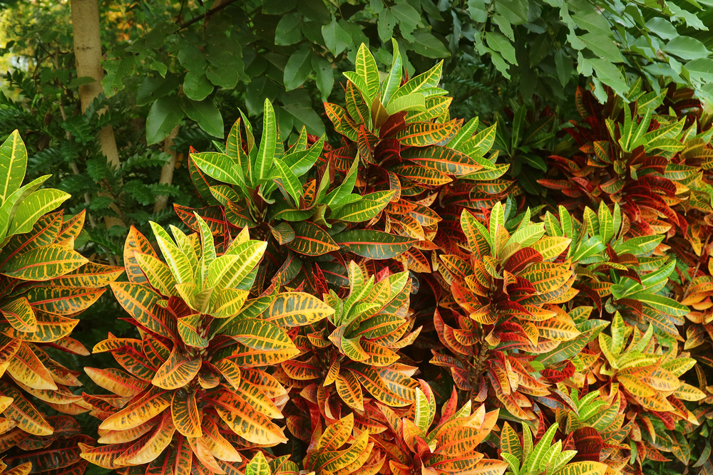 Vivid Color Fire Croton Plants in a tropical Garden Croton Plants