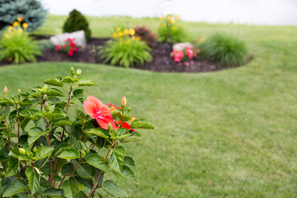Colorful red tropical hibiscus flower Florida home landscaping ideas: hibiscus