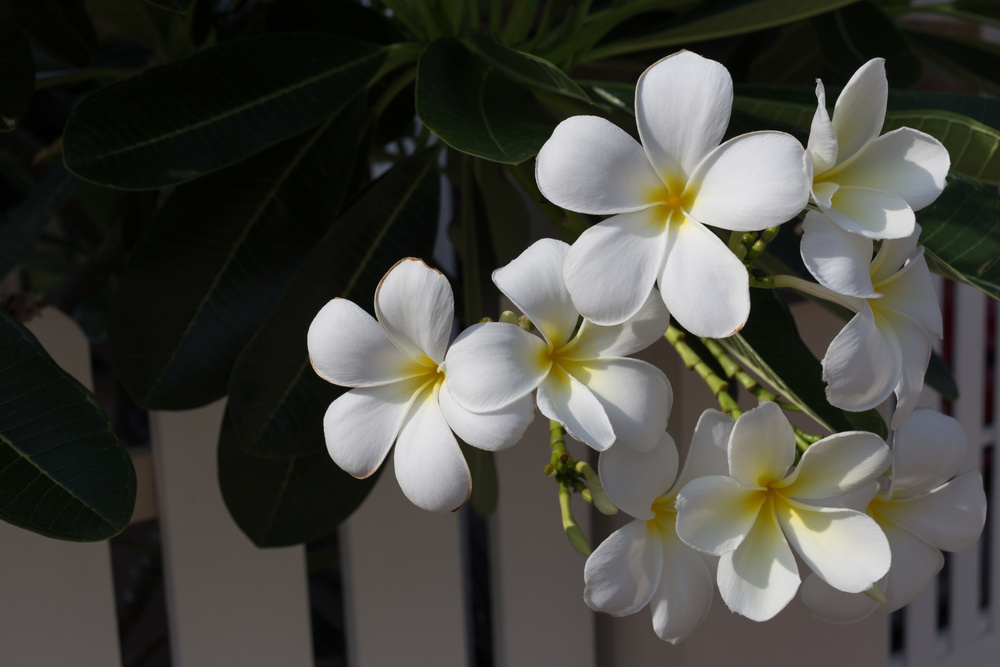 white frangipani plumeria tropical flower in home garden. Florida Home Landscaping Ideas: Plumeria