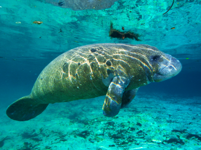 Three Sisters Springs