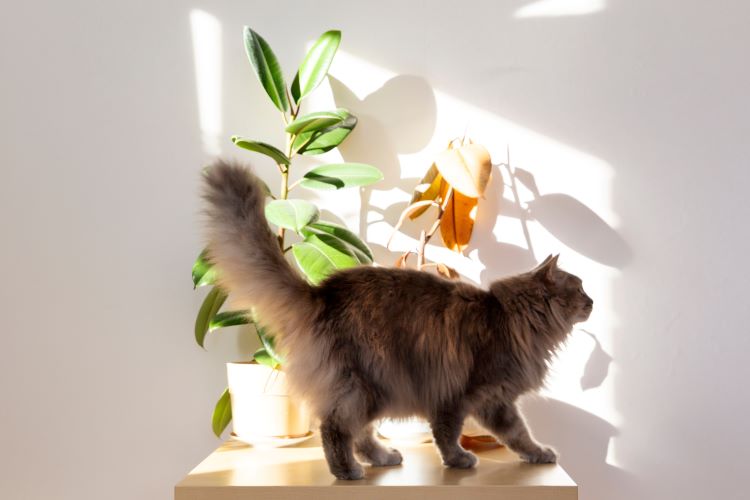 Graceful Grey Cat Among House plants That Are Safe for Cats
