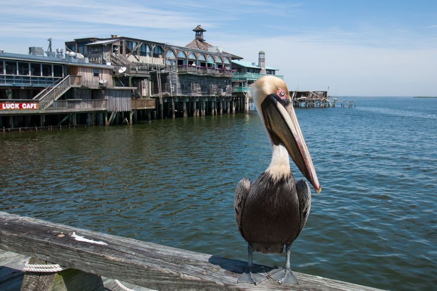 Cedar key Florida pier with a pelican in the foreground 