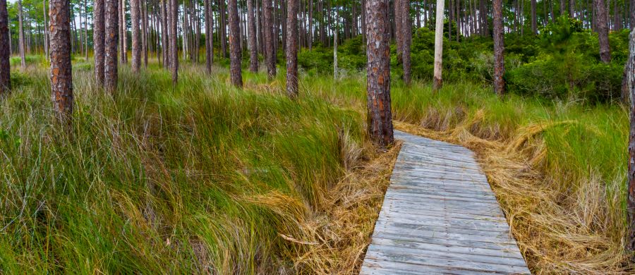 Boardwalk Hiking Trail Through Grayton Beach State Park