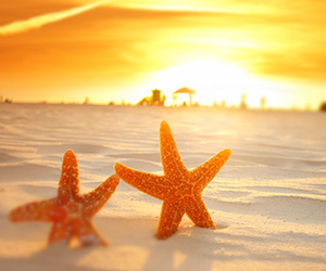 Starfish on white sandy beach
