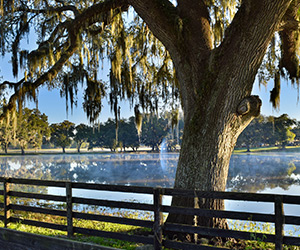 Tree and pond