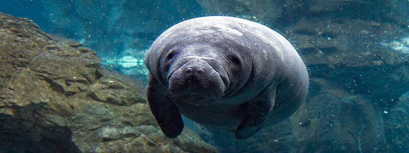 Manatee